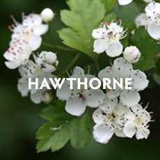 Hawthorne