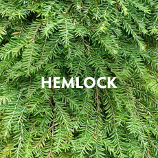 Hemlock