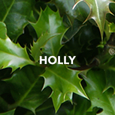 Holly