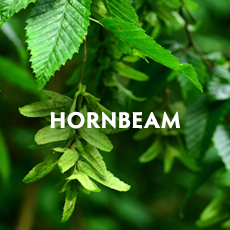 Hornbeam