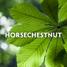 Horsechestnut