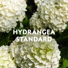 Hydrangea Standard