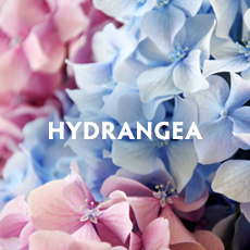 Hydrangea