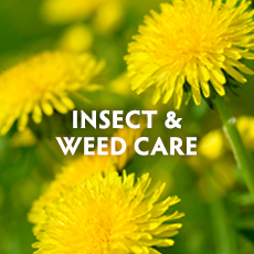 Insect & Weed Care