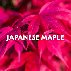 Japanese Maple