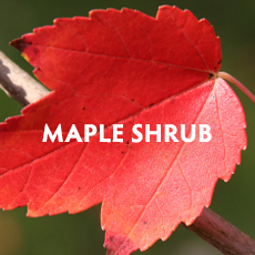 Maple Shrub