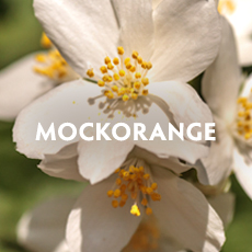 Mockorange