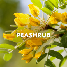 Peashrub 