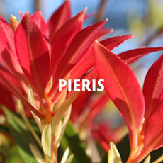 Pieris