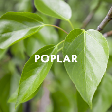 Poplar