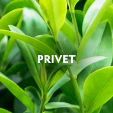 Privet