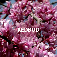 Redbud Shrub