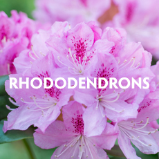 Rhododendrons