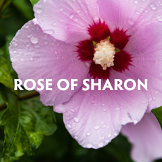 Rose of Sharon