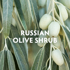 Russian Olive Shrub