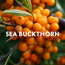 Sea Buckthorn