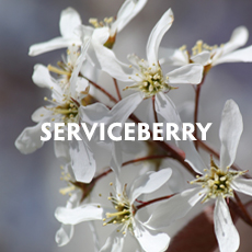 Serviceberry