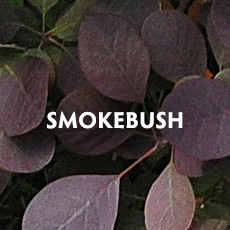 Smokebush