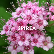 Spirea