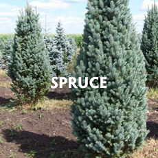 Spruce