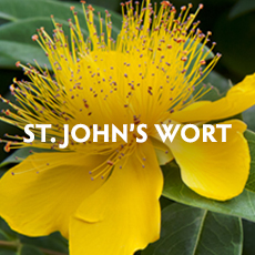 St Johns Wort