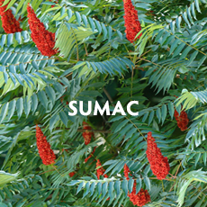 Sumac