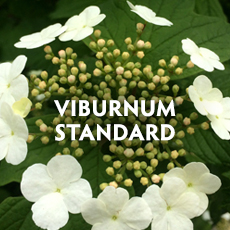 Viburnum Standard