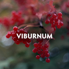 Viburnum