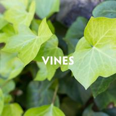 Vines