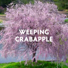 Weeping Crabapple