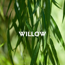 Willow