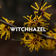 Witchhazel