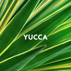 Yucca