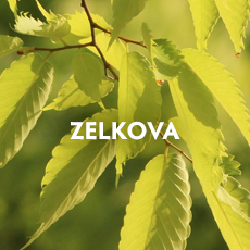 Zelkova