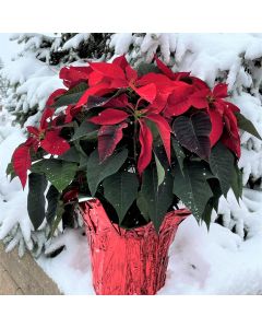 10" Poinsettia