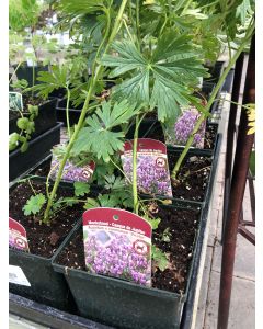 Aconitum camm 'Bicolour' 1GAL