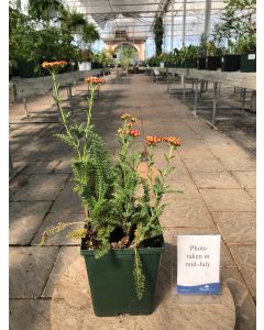 Achillea StrawberrySeduction1G