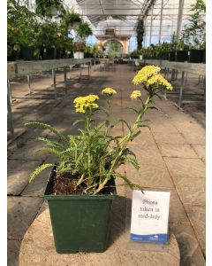 Achillea m. Sunny Seduction 1G