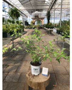 Amsonia 'Storm Cloud' 1G