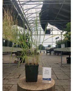 Calamagrostis Overdam 1G