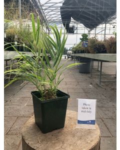Hakonechloa Albo Striata 1GAL