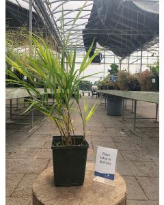 Hakonechloa Macra 1GAL