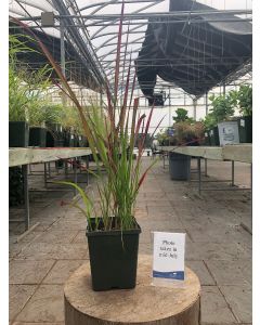 Imperata Red Baron 1G