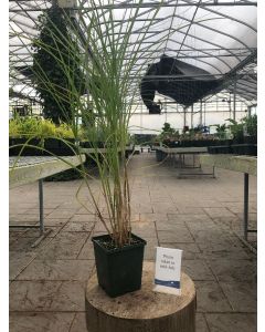 Miscanthus 'Graziella' 1G