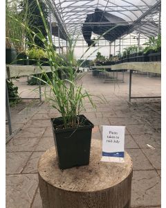 Miscanthus Little Zebra 1G