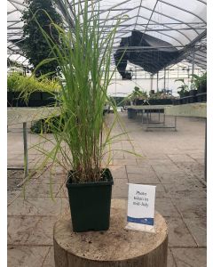 Miscanthus Purpurascens 1G