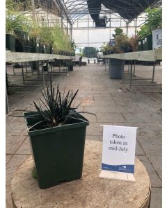 Ophiopogon Black Mondo 1G