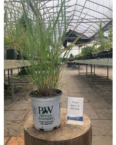 Panicum 'Cheyenne Sky' 1G