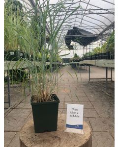 Panicum Heavy Metal 1G