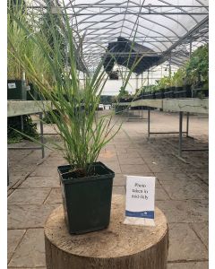 Panicum 'Hot Rod' 1G